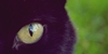 CaptureTheCats's avatar