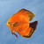 cardshuffler8558 :iconcardshuffler8558: