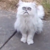 carlisshook :iconcarlisshook: