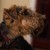 carnegiebear :iconcarnegiebear: