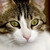 :iconcat-of-shroedinger: