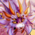 Cat-With-Horns :iconcat-with-horns: