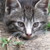 Cat151 :iconcat151: