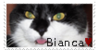 catbiancaplz's avatar