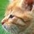 catcatwatermelon :iconcatcatwatermelon: