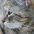 CatDeLaLuna :iconcatdelaluna: