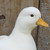 CatisColth :iconcatiscolth: