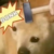 CatNovice :iconcatnovice: