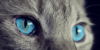CatPawPath's avatar