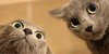 cats-are-cute's avatar