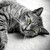 catseye4ever :iconcatseye4ever: