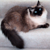 cattails :iconcattails: