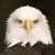:iconcaucasian-eagle: