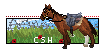 CavalrySportHorses's avatar