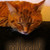 ceciangelessr :iconceciangelessr: