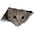 :iconceilingcatplz: