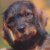 Chaotic-Creations :iconchaotic-creations: