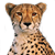 :iconcheetahplz: