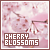 :iconcherry-blossom-love: