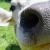 Cherry-Cheese-Cake :iconcherry-cheese-cake: