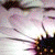 ChibixChick :iconchibixchick: