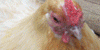 Chicken-Lovers-Group's avatar