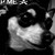 :iconchihuahua-plz: