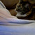 ChirpingCatKitty :iconchirpingcatkitty: