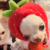 Chiwowza :iconchiwowza: