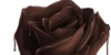 chocolate-fans01's avatar