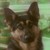 chotabear :iconchotabear: