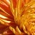 :iconchrysanthemum7: