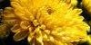 :iconchrysanthemumterrace: