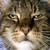 ClipCat :iconclipcat: