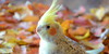 Cockatiel-Birds's avatar