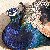 :iconcolorbird: