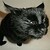 CookiecatStar :iconcookiecatstar: