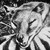 Cool-Poochyena :iconcool-poochyena: