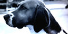 Coonhound-Registry's avatar