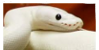 :iconcoot-sneks: