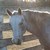CootieCowgirl :iconcootiecowgirl: