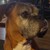 Copperpippy :iconcopperpippy: