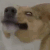 :iconcorgilikeplz: