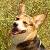 :iconcorgiplz: