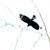 corvus1263 :iconcorvus1263: