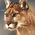 :iconcougarplz: