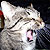 crankybear :iconcrankybear: