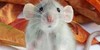 Crazy-About-Rats's avatar