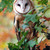 :iconcrazy-barn-owl: