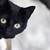 crazykitten9 :iconcrazykitten9: